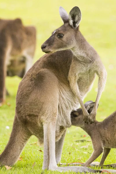 Belo Canguru Alimentando Seu Bebê Livre Perth Austrália Ocidental Austrália — Fotografia de Stock
