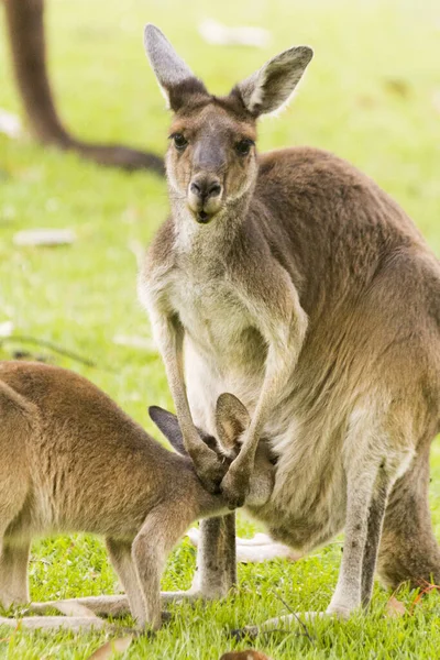 Hermoso Canguro Alimentando Bebé Aire Libre Perth Australia Occidental Australia — Foto de Stock