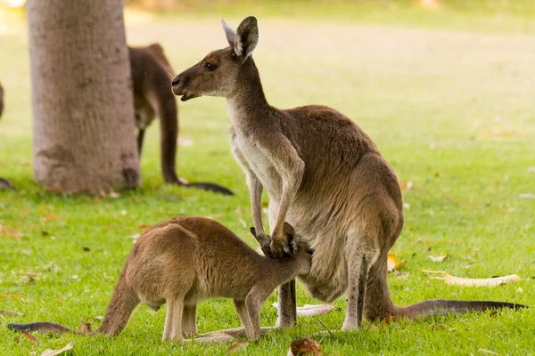 Gyönyörű Kenguru Etetés Baba Szabadban Perth Nyugat Ausztrália Ausztrália — Stock Fotó