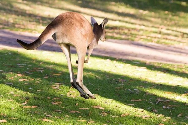 Hermoso Canguro Aire Libre Perth Australia — Foto de Stock