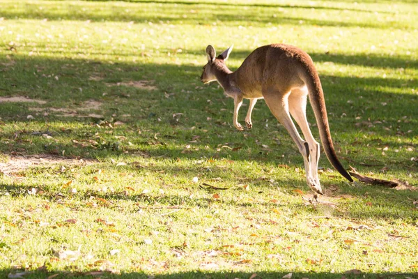 Belo Canguru Correndo Pulando Campo Grama Perth Austrália Ocidental Austrália — Fotografia de Stock