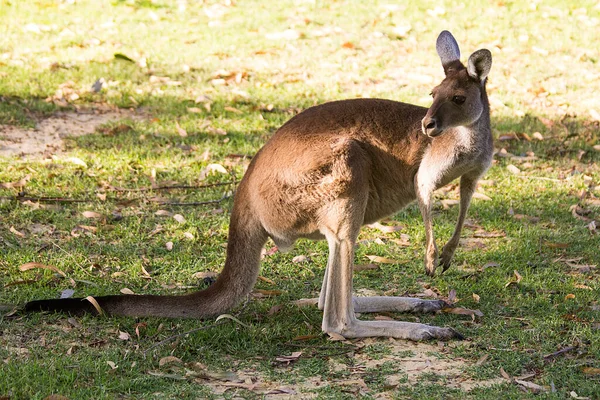 Güzel Kanguru Alarm Konumunda Duruyor Perth Batı Avustralya Avustralya — Stok fotoğraf