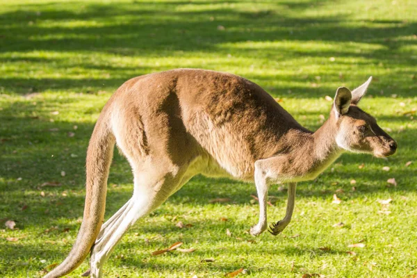 Prachtige Kangoeroe Hardlopen Springen Grasveld Perth West Australië Australië — Stockfoto