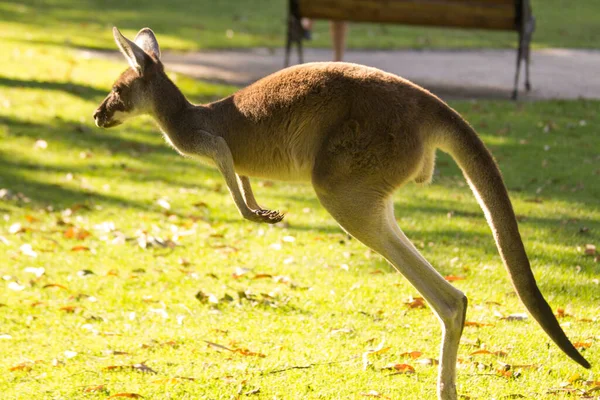 Hermoso Canguro Corriendo Saltando Campo Hierba Perth Australia Occidental Australia —  Fotos de Stock