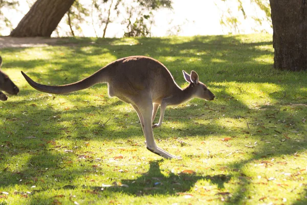 오스트레일리아 서부의 퍼스에 아름다운 캥거루 무리가 풀밭에서 달리고 도약하는 — 스톡 사진