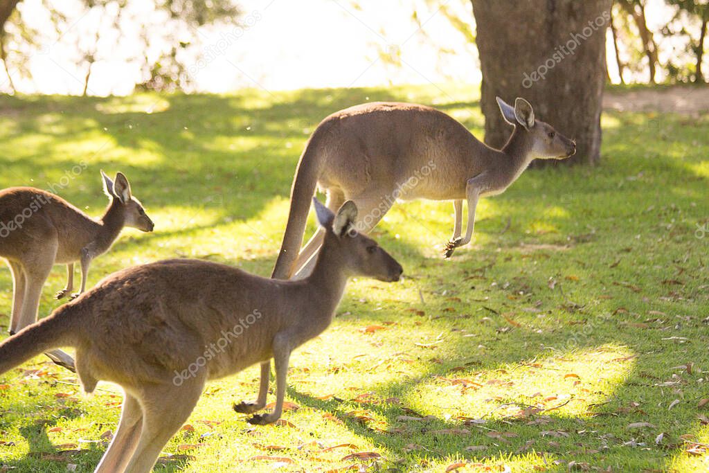 Group of beautiful kangaroos running and jumping on grass field Perth, Western Australia, Australia