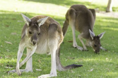 İki güzel kanguru alarm konumunda. Perth, Batı Avustralya, Avustralya.