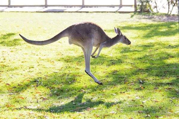 Hermoso Canguro Corriendo Saltando Campo Hierba Perth Australia Occidental Australia — Foto de Stock