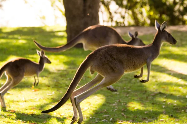 오스트레일리아 서부의 퍼스에 아름다운 캥거루 무리가 풀밭에서 달리고 도약하는 — 스톡 사진