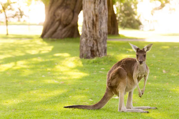 Kangguru Cantik Berdiri Posisi Siaga Perth Australia Barat Australia — Stok Foto