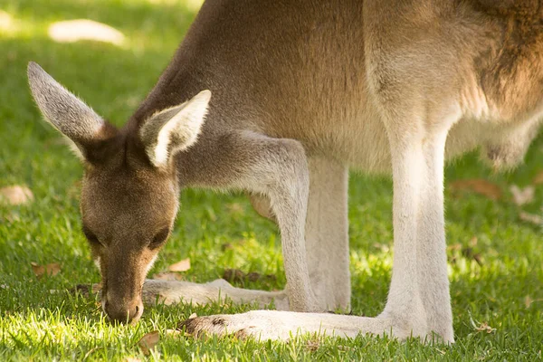 Prachtige Kangoeroe Staand Het Eten Van Gras Perth West Australië — Stockfoto