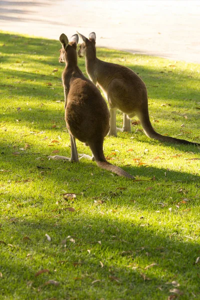 Casal Canguru Bonito Posição Alerta Perth Austrália Ocidental Austrália — Fotografia de Stock