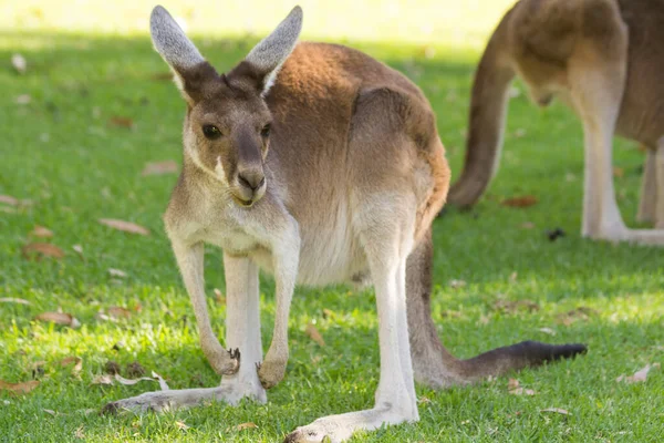 Couple Beautiful Kangaroo Standing Alert Position Perth Western Australia Australia — Stock Photo, Image