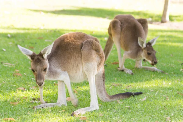 Casal Canguru Bonito Posição Alerta Perth Austrália Ocidental Austrália — Fotografia de Stock
