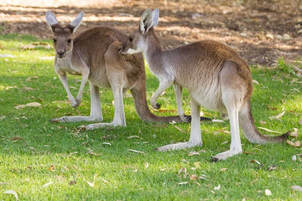 Pareja Hermosos Canguros Posición Alerta Perth Australia Occidental Australia — Foto de Stock