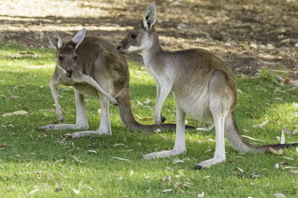 Pareja Hermosos Canguros Posición Alerta Perth Australia Occidental Australia — Foto de Stock