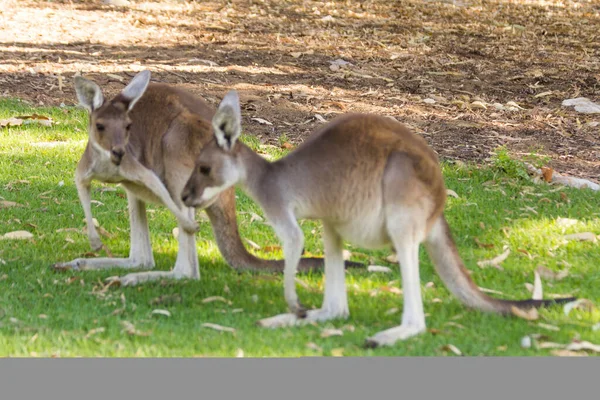 Paar Prachtige Kangoeroe Staan Alert Positie Perth West Australië Australië — Stockfoto