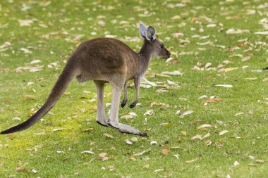 Otların üzerinde küçük bir kanguru