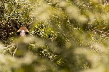 Perth Australia 'da güzel bir kanguru
