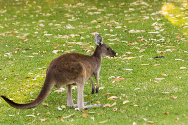 Small kangaroo on grass