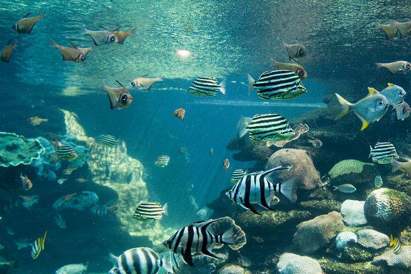 Acquario Fantastico Aqwa Aquarium Western Australia Southside Hillarys 6025 Perth — Foto Stock