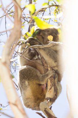 Koala eating eucalyptus in tree. Melbourne,Victoria, Australia.	