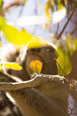 Koala eating eucalyptus in tree. Melbourne,Victoria, Australia.	
