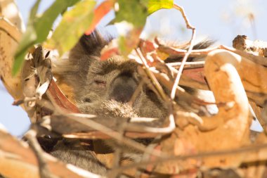 Koala eating eucalyptus in tree. Melbourne,Victoria, Australia.	