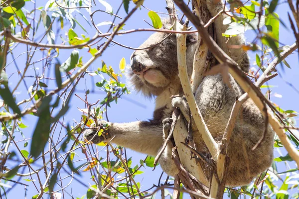 Koala Eating Eucalyptus Tree Melbourne Victoria Australia — 스톡 사진