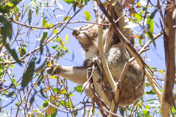 Koala Eating Eucalyptus Tree Melbourne Victoria Australia — Zdjęcie stockowe