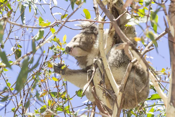 Koala Eating Eucalyptus Tree Melbourne Victoria Australia — Stok fotoğraf