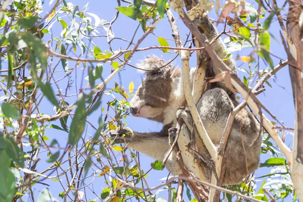 Koala Eating Eucalyptus Tree Melbourne Victoria Australia — Φωτογραφία Αρχείου