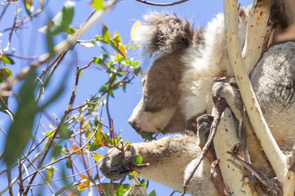 Koala Eating Eucalyptus Tree Melbourne Victoria Australia — Stockfoto