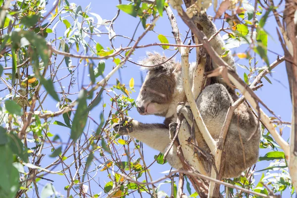 Koala Eating Eucalyptus Tree Melbourne Victoria Australia — Photo
