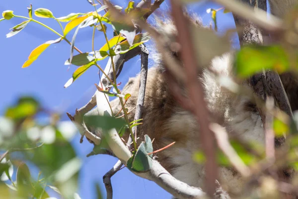 Koala Eating Eucalyptus Tree Melbourne Victoria Australia — 스톡 사진