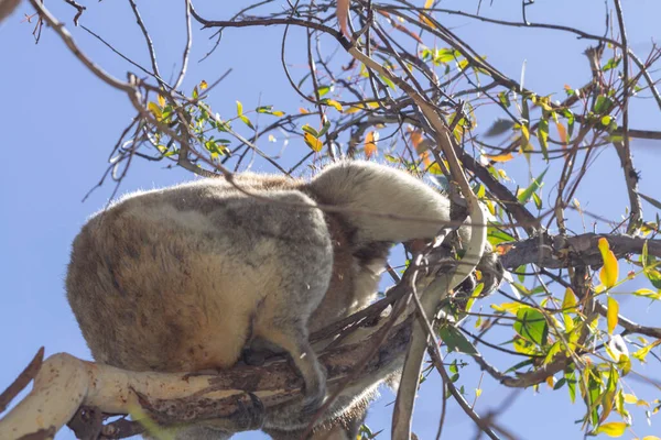 Koala Eating Eucalyptus Tree Melbourne Victoria Australia — Stockfoto