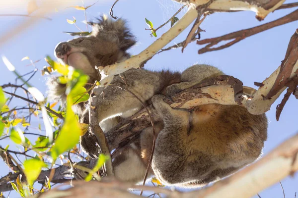 Koala Eating Eucalyptus Tree Melbourne Victoria Australia — 스톡 사진