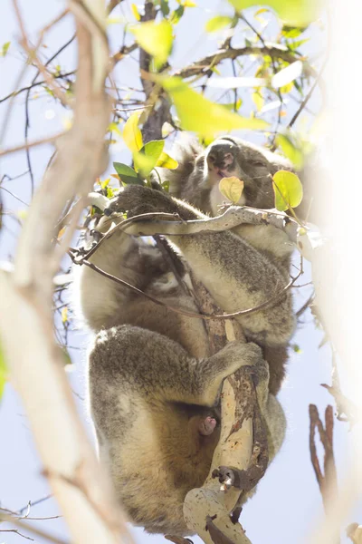 Koala Eating Eucalyptus Tree Melbourne Victoria Australia — стоковое фото