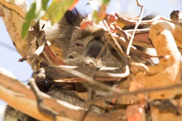 Koala Eating Eucalyptus Tree Melbourne Victoria Australia — стоковое фото