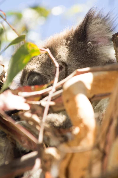 Koala Eating Eucalyptus Tree Melbourne Victoria Australia — 스톡 사진