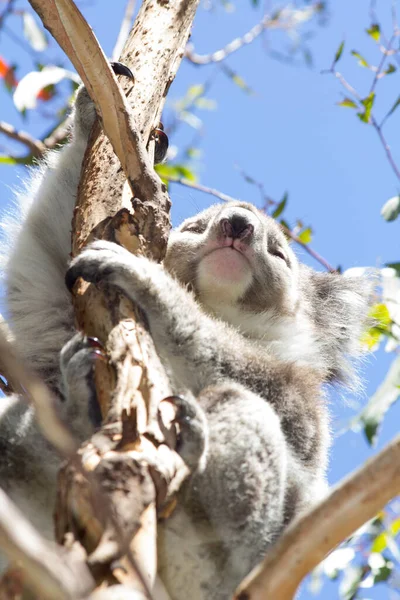 Koala Eating Eucalyptus Tree Melbourne Victoria Australia — 스톡 사진