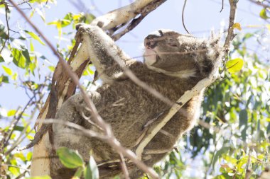 Koala eating eucalyptus in tree. Melbourne,Victoria, Australia.	