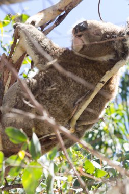 Koala eating eucalyptus in tree. Melbourne,Victoria, Australia.	