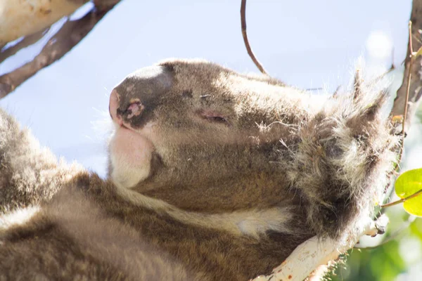 Koala Eating Eucalyptus Tree Melbourne Victoria Australia — стоковое фото