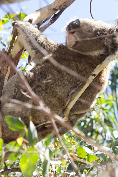 Koala Eating Eucalyptus Tree Melbourne Victoria Australia — Φωτογραφία Αρχείου