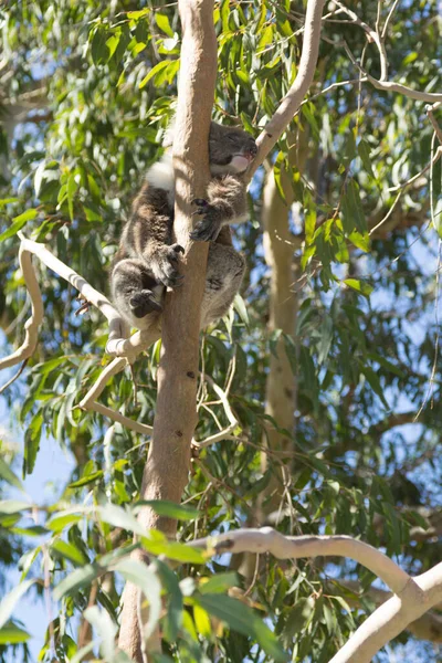 Koala Sur Branche Arbre Reposant Perth Australie Occidentale Australie — Photo