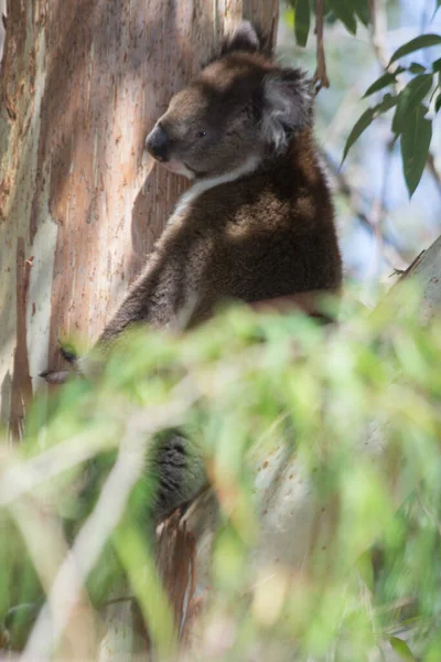 Koala Sur Branche Arbre Reposant Perth Australie Occidentale Australie — Photo