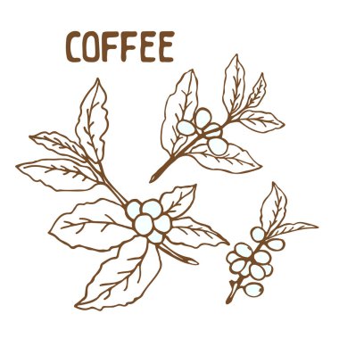 Beyaz arka plan üzerinde izole kahve dalları. Tasarım öğesi Cafe menü veya posterler için.