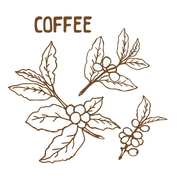 Beyaz arka plan üzerinde izole kahve dalları. Tasarım öğesi Cafe menü veya posterler için.