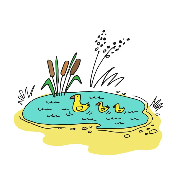 Μικρή Δασική Λίμνη Καλάμια Και Πάπιες Στυλ Doodle Εικονογράφηση Διανύσματος — Διανυσματικό Αρχείο